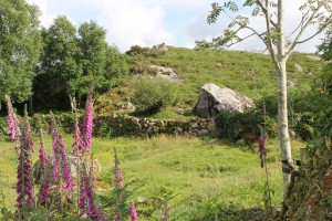 galway flower field